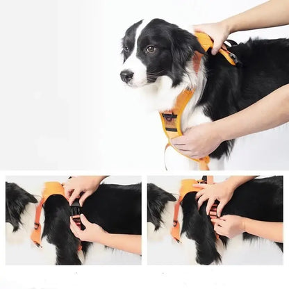 Pet Dog Hand Holding Rope